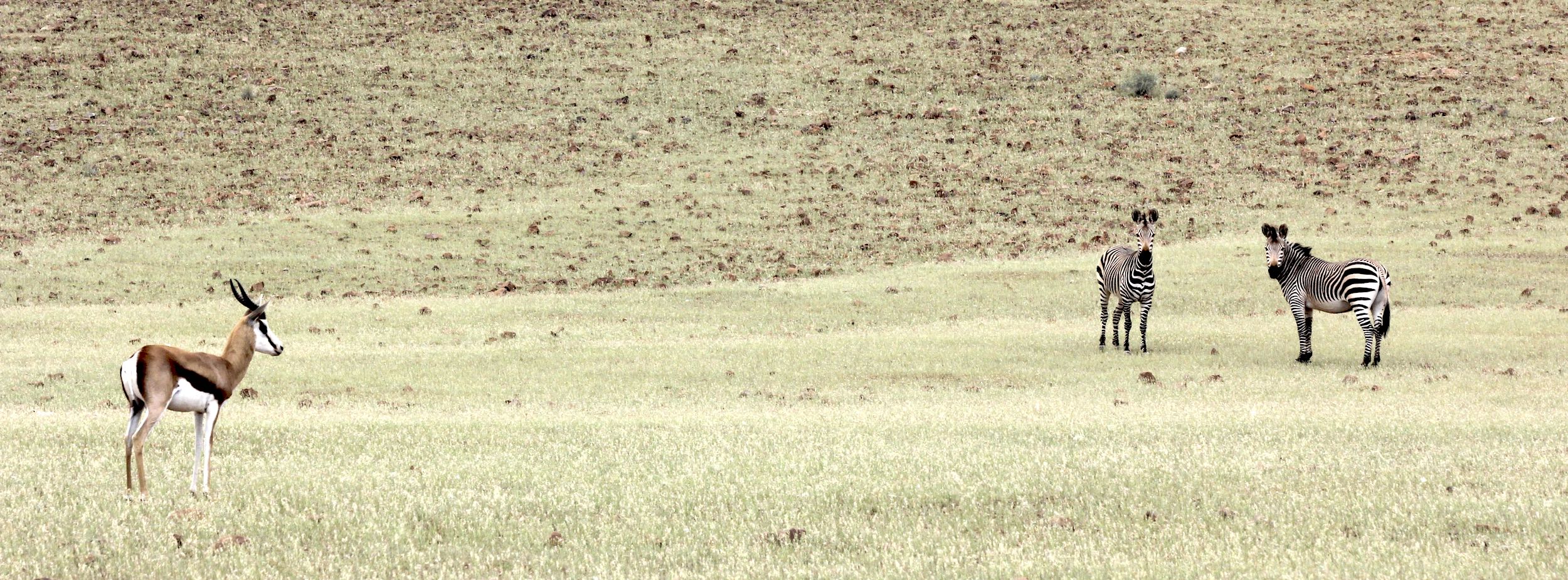 Zebras and Springbok in Namibia