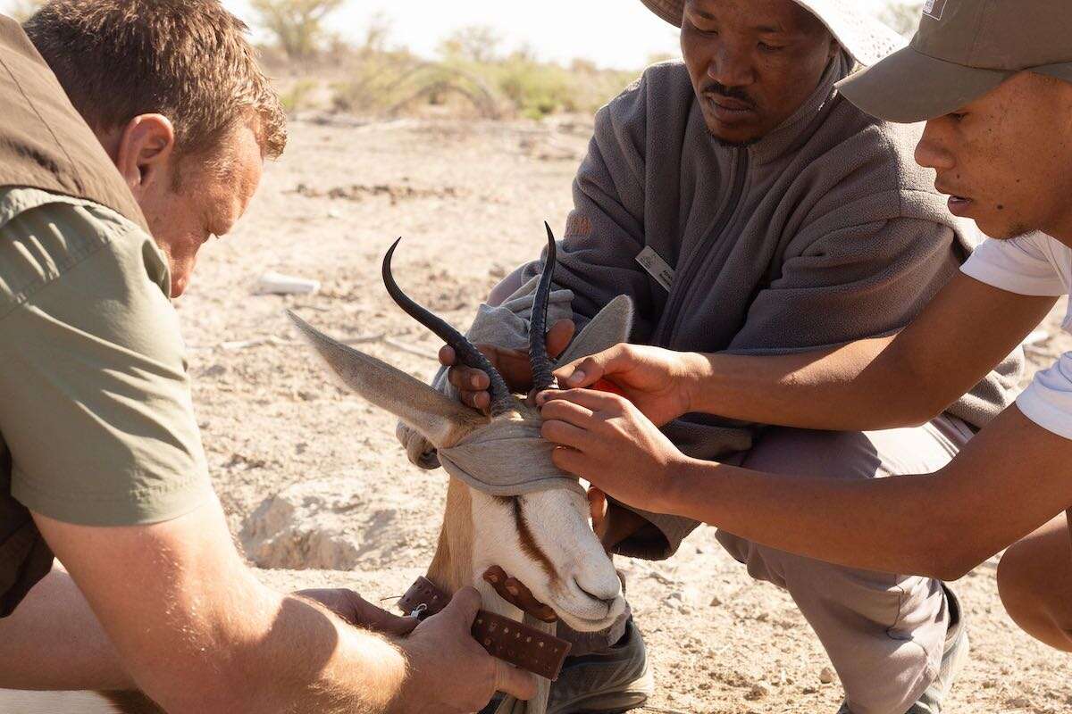 Three researchers checking a radio collar in a springbuck.