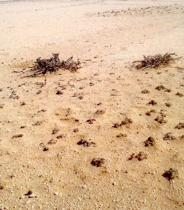 Vegetation is much smaller away from the burrows.