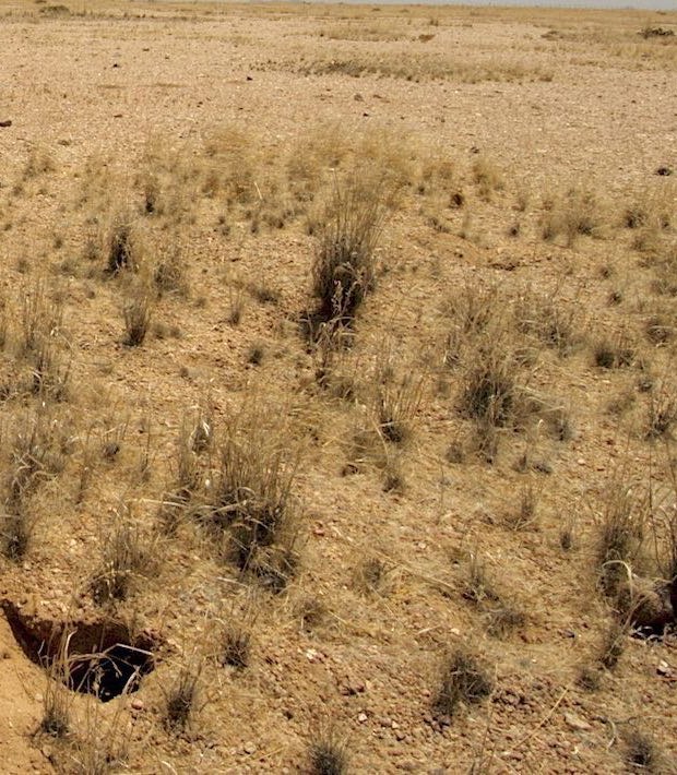 Vegetation flourishes close to burrows.