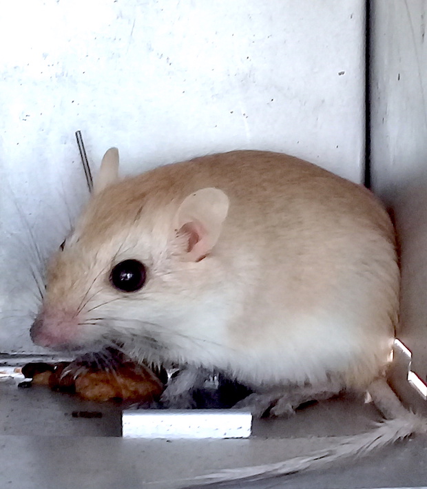 A gerbil being measured.