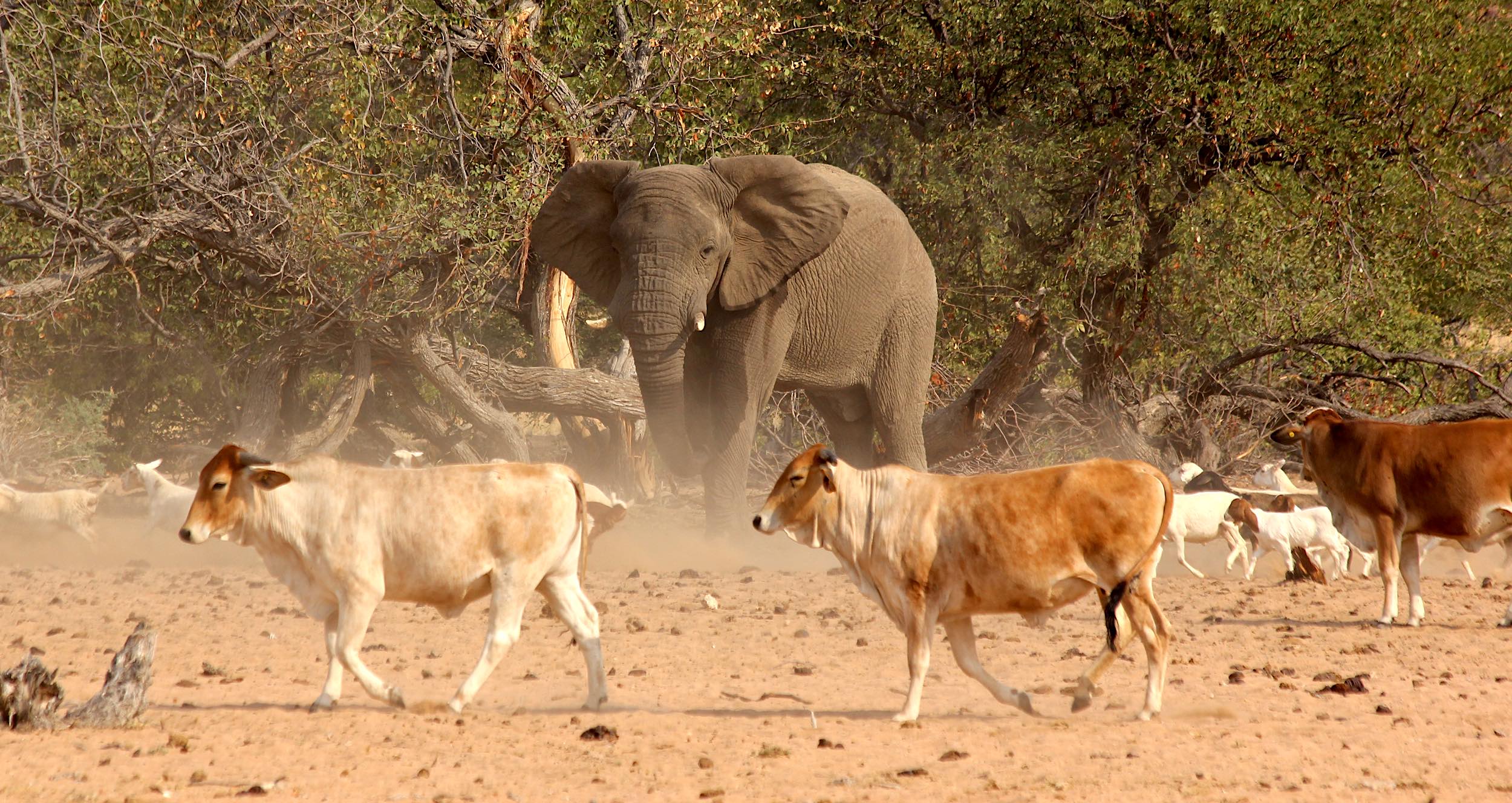 An elephant gazes across a group of goats and cows.