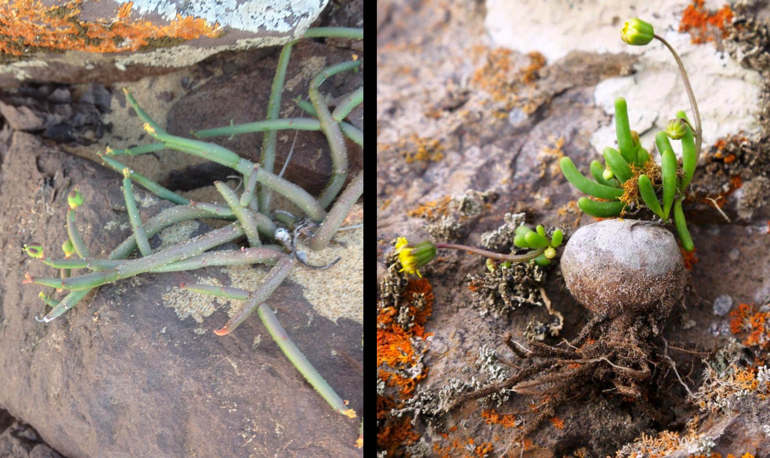 Euphorbia rimireptans and Crassothonna agaatbergensis.