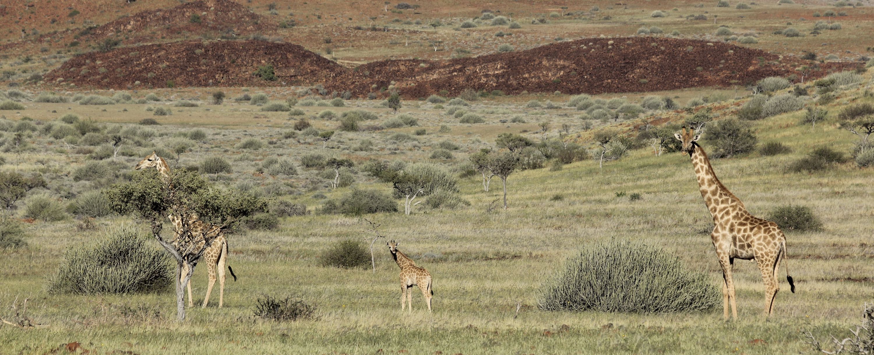 Three giraffe, including a baby, trek across the landscape of northern Namibia.