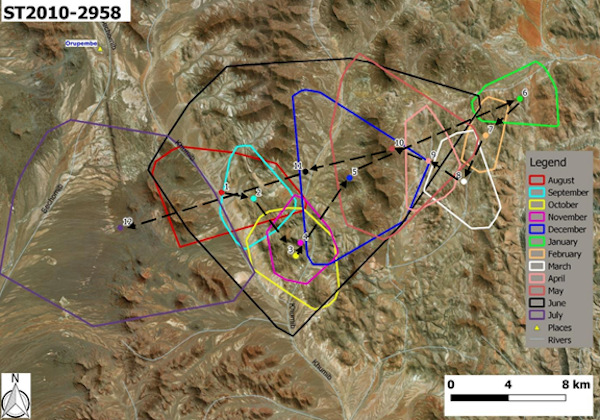 A map showing how a single female giraffe moved in each month of the year.