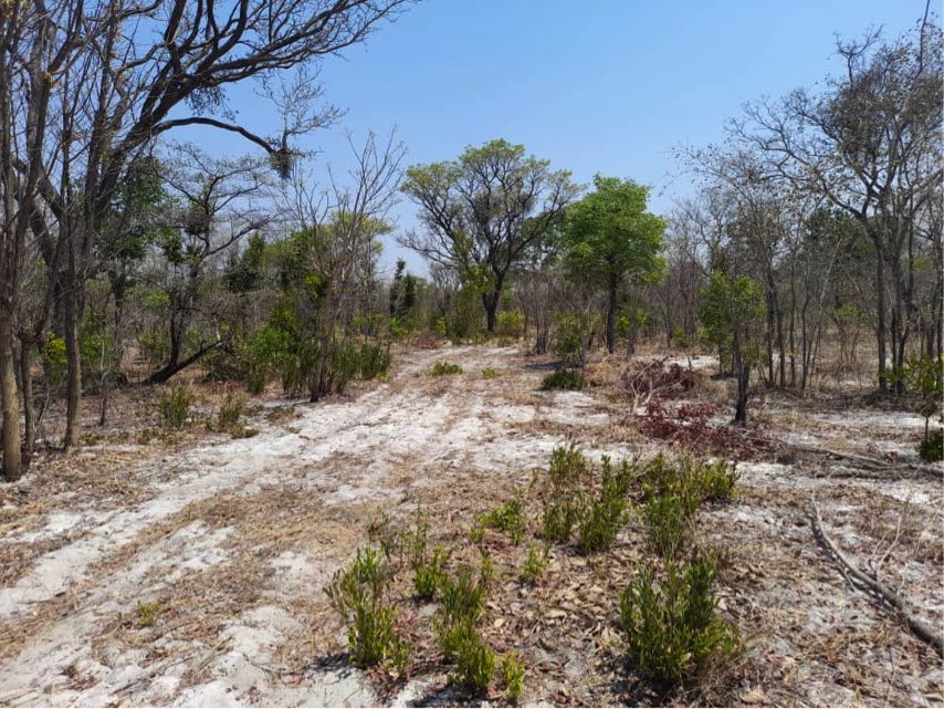 A dirt track through a wooded area.