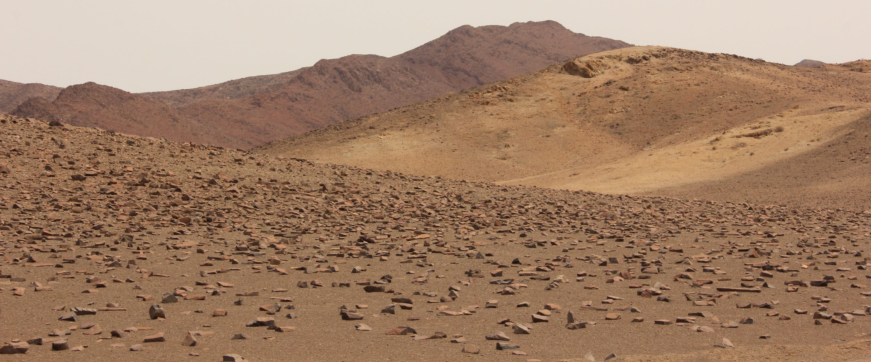 A warthog and several zebra in a thick woodland.
