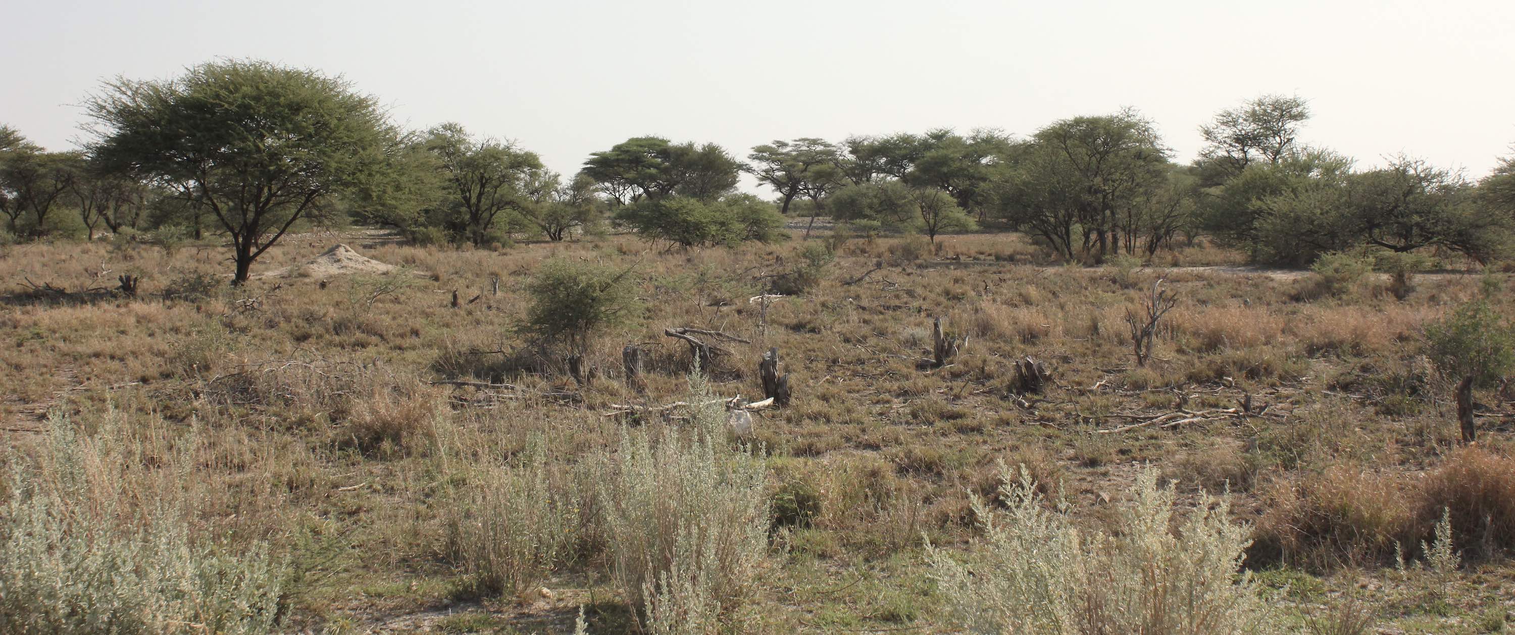 A mixed landscape of trees, grasses and bushes.