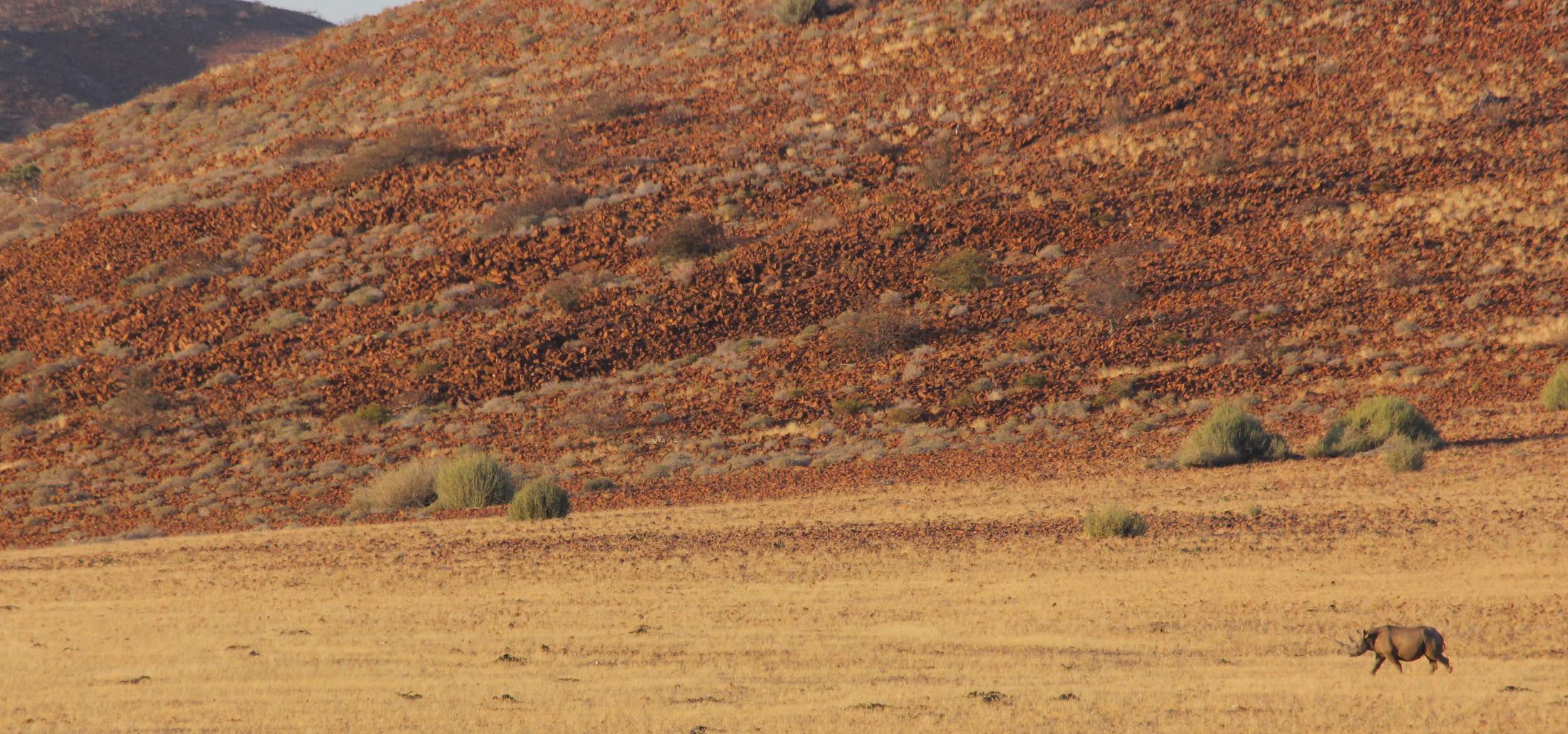 A lone black rhino walks through the Namibian desert against a background of rocks and euphorbia bushes.