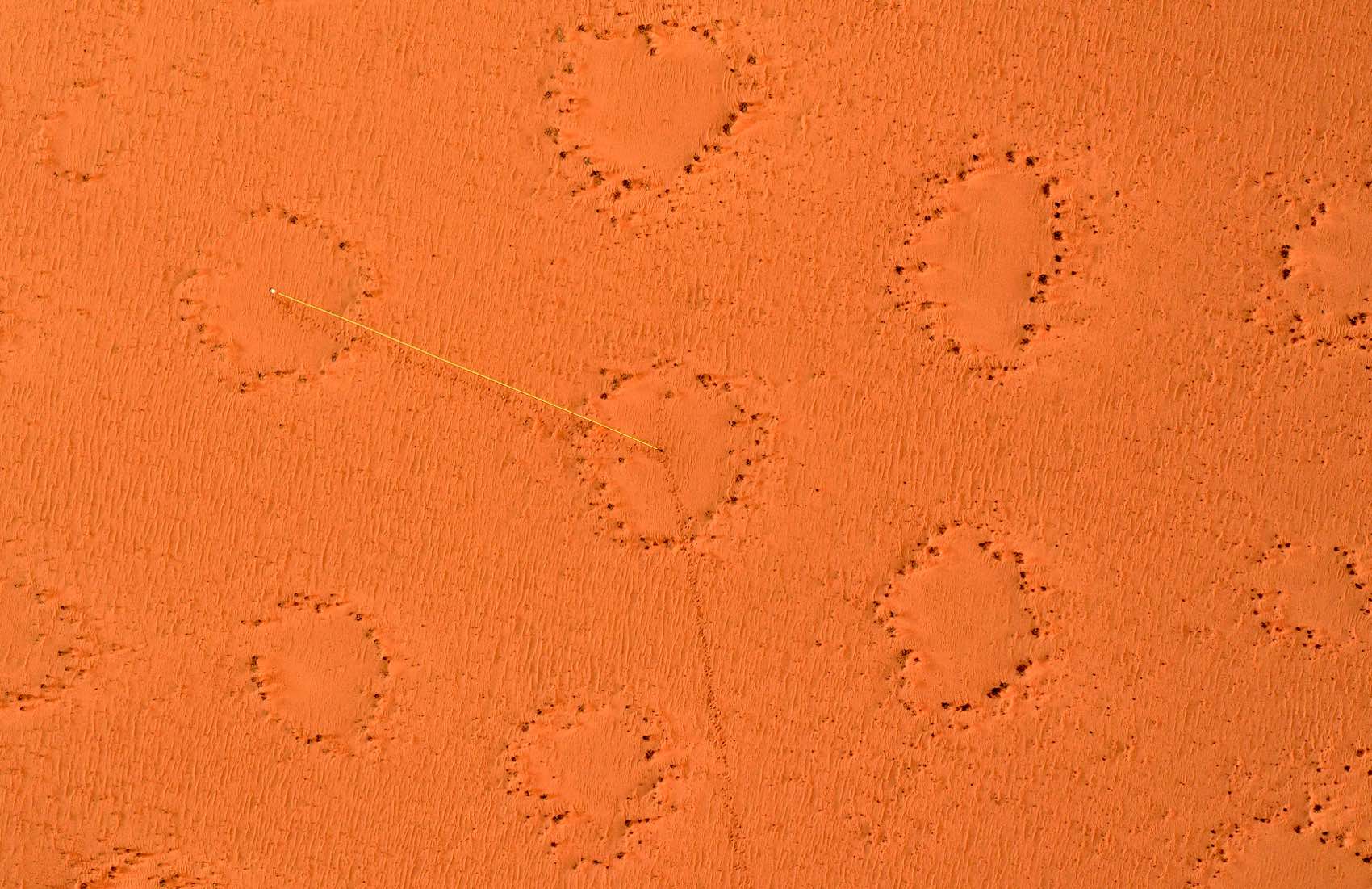 An aerial view showing a central fairy circle surrounded by six other fairly evenly spaced fairy circles. A yellow measuring tape marks the distance from the centre of one, to another.