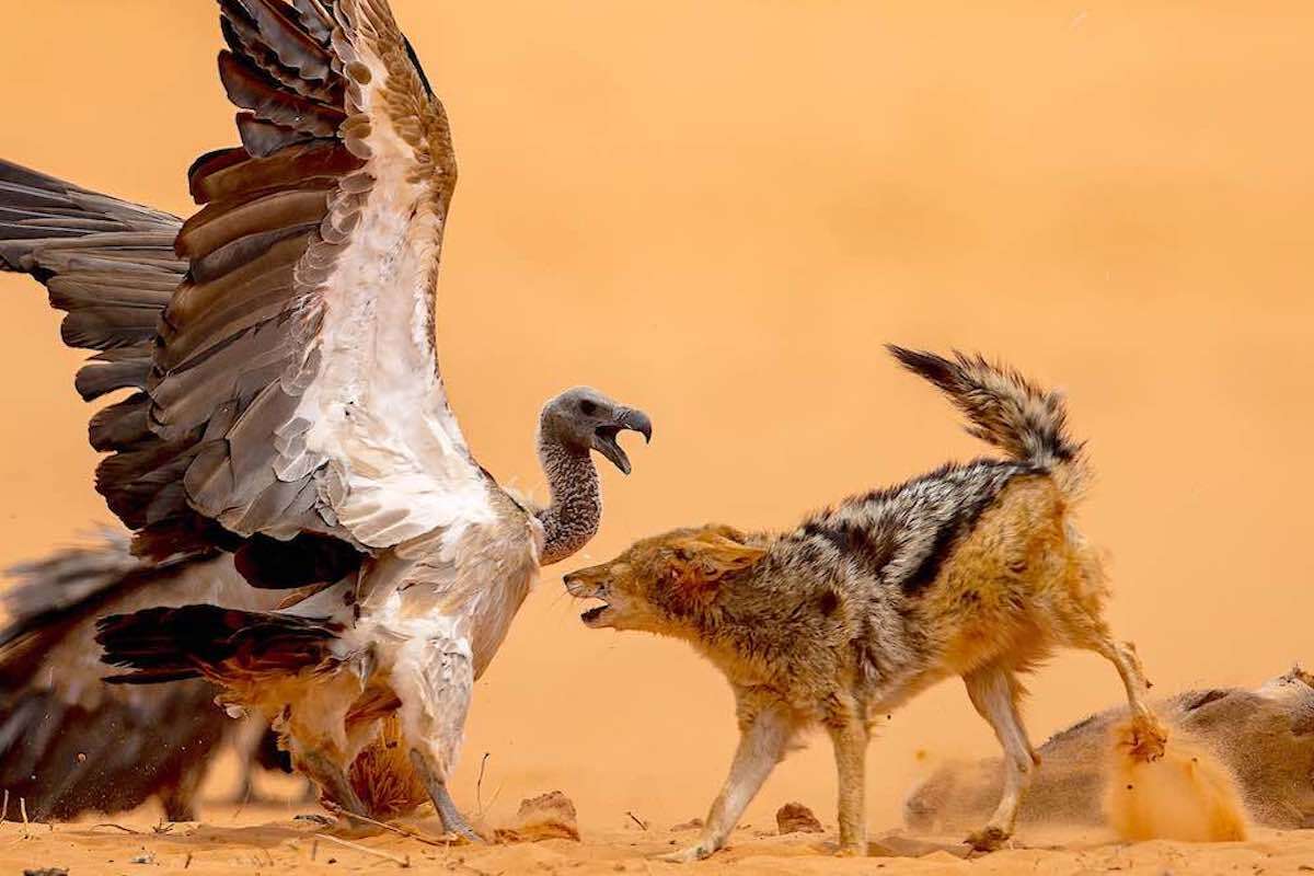 A Vulture and a jackal fight over a carcass