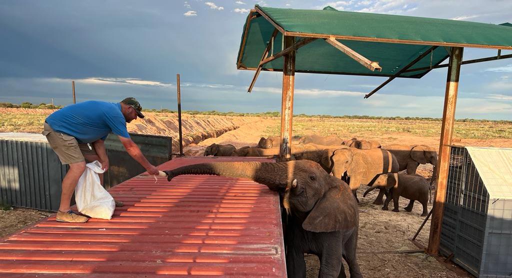 A group of elephants within a boma made up of empty containers. Some are eating.