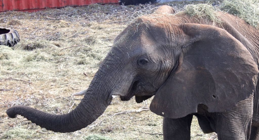 A profile view of a sub-adult elephant with several holes in its ear.