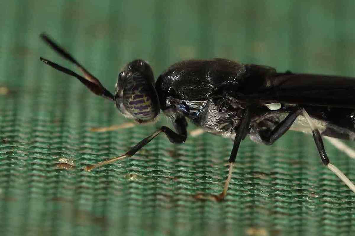 Close-up of a black fly seen from the side and standing on green shade-cloth netting.
