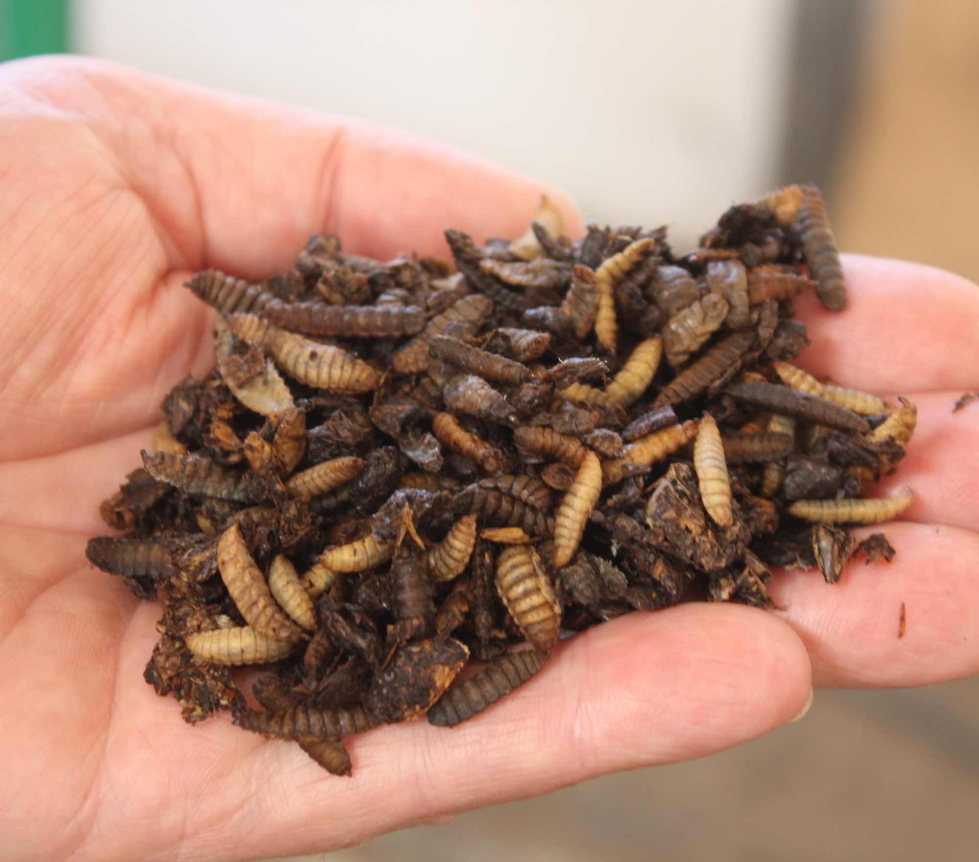 A handful (literally in someone's palm) of prepupae.