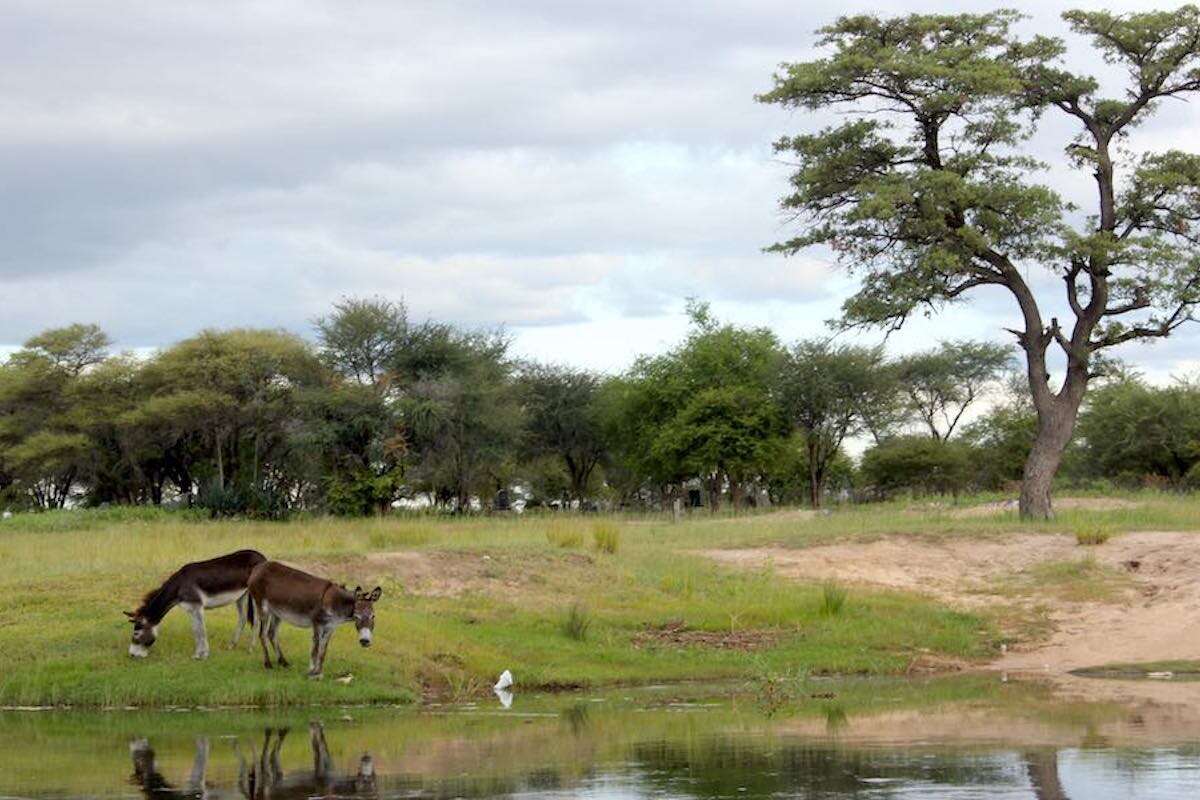A white 4x4 is parked in the foreground with an elephant in the background.