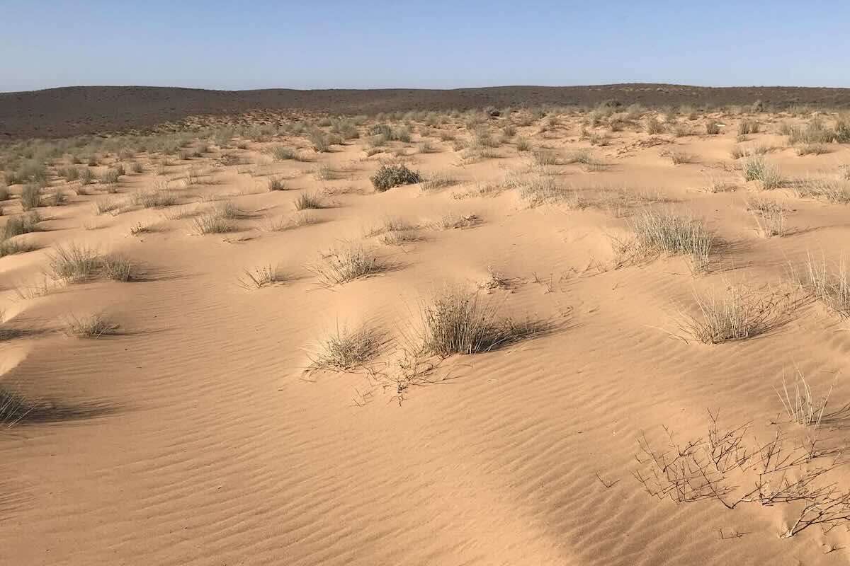 A desert scene with tufts of grass and the tops of bushes poking through hillocks of sand.