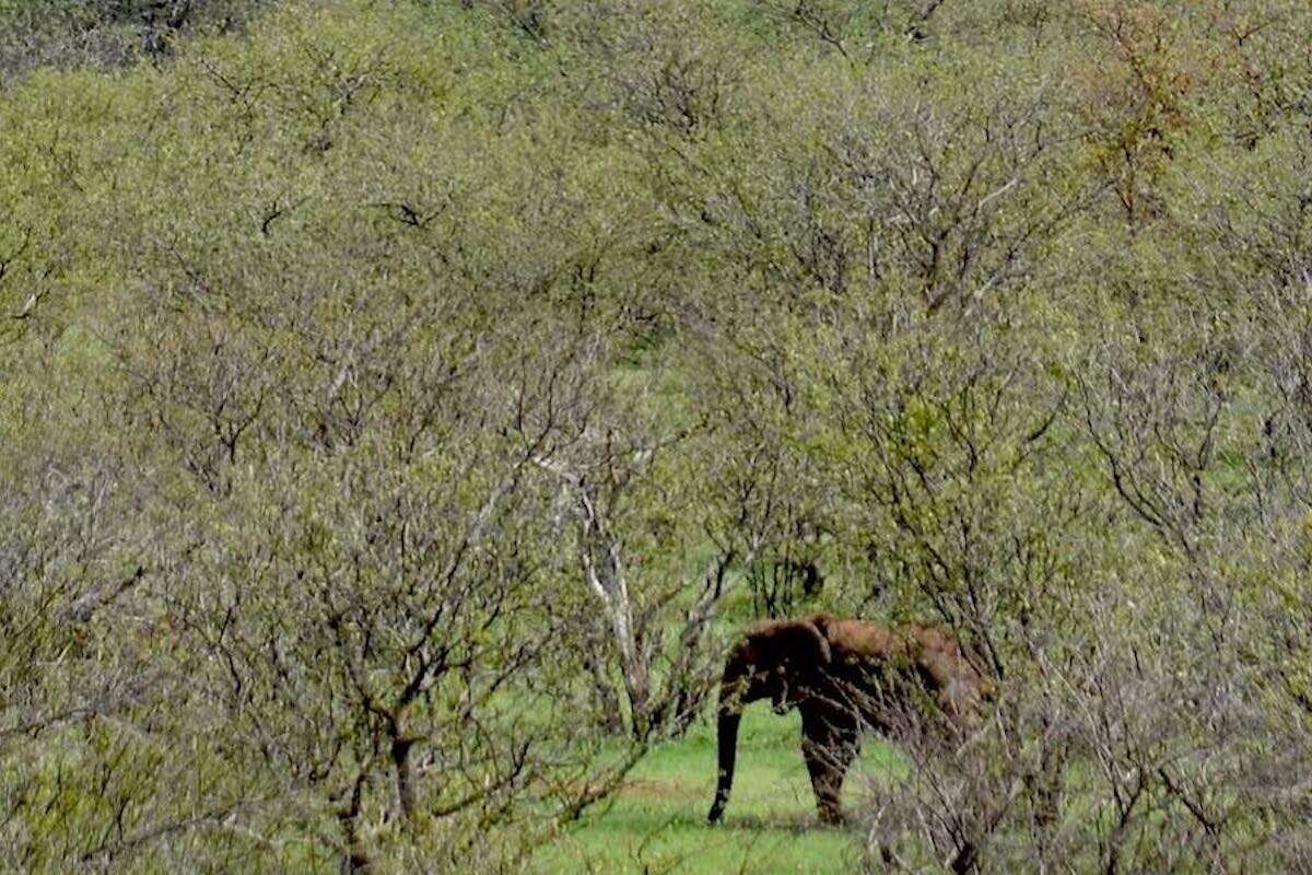 A lone elephant walks through a woodland area close to a mountain range.