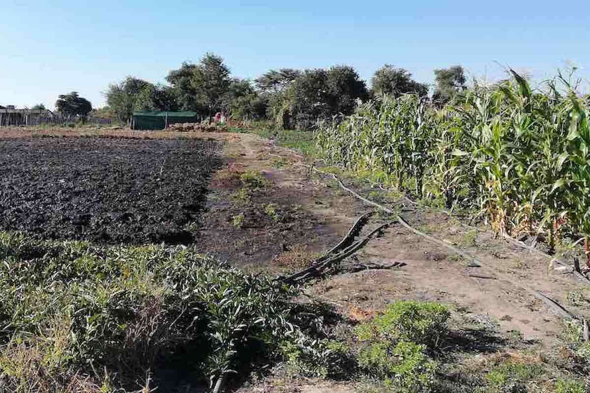 Trees in the background with a ploughed field and assorted crops in the foreground.