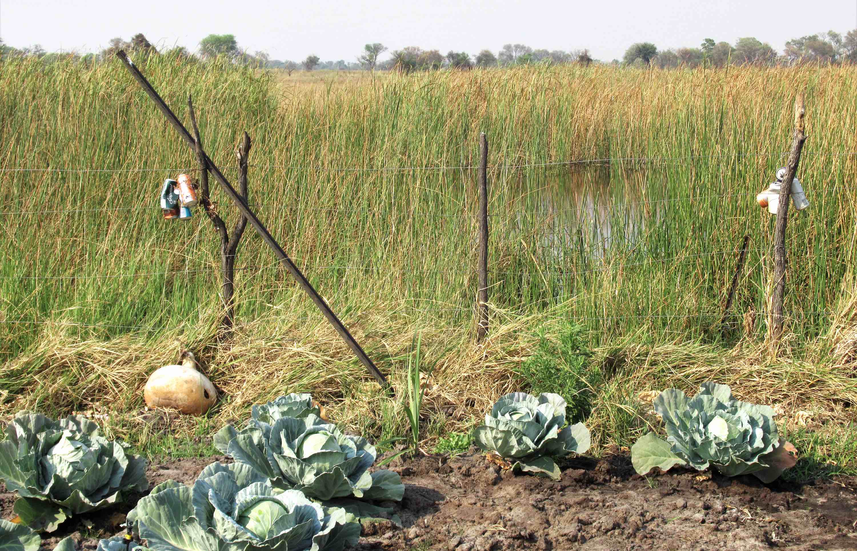 A small crop of cabbages next to a fence.