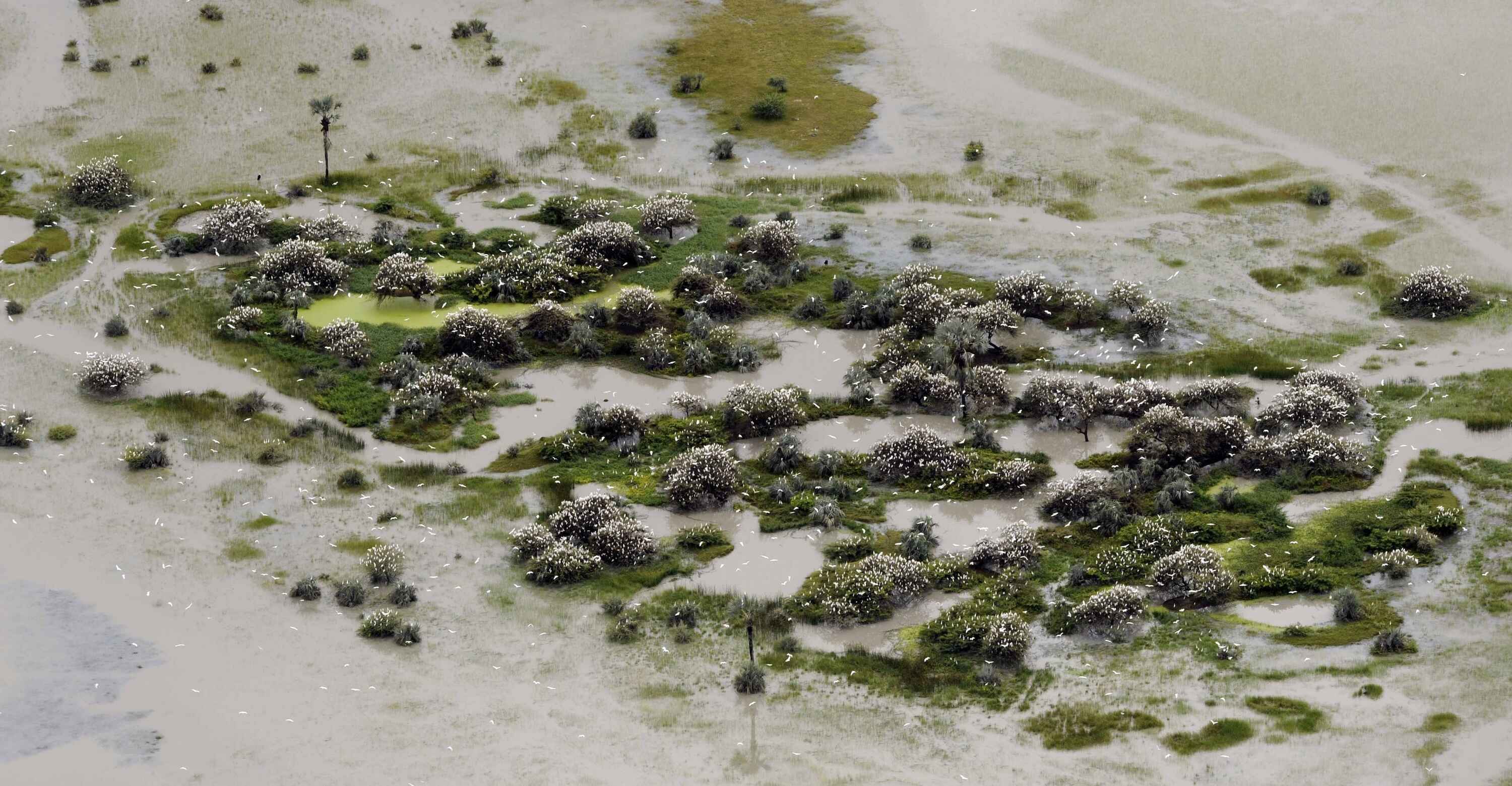 Many white birds clustered around a few green bushes.