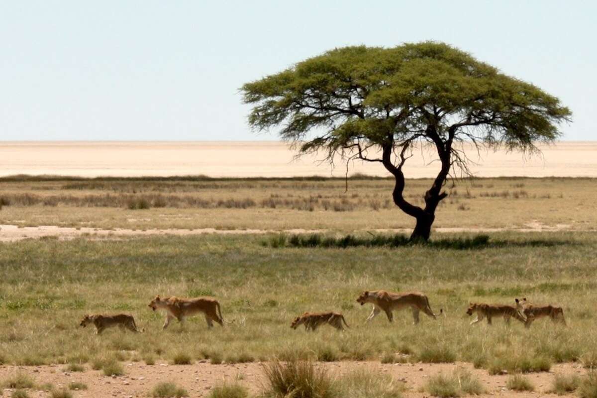 A pride of lions walks across open grassland with a single tree behind them and the Etosha pan in the background.