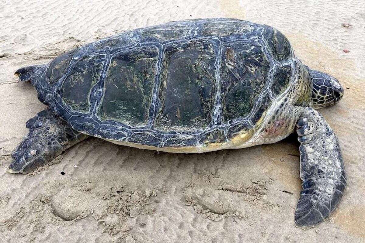 A close up of a green sea turtle on a beach.