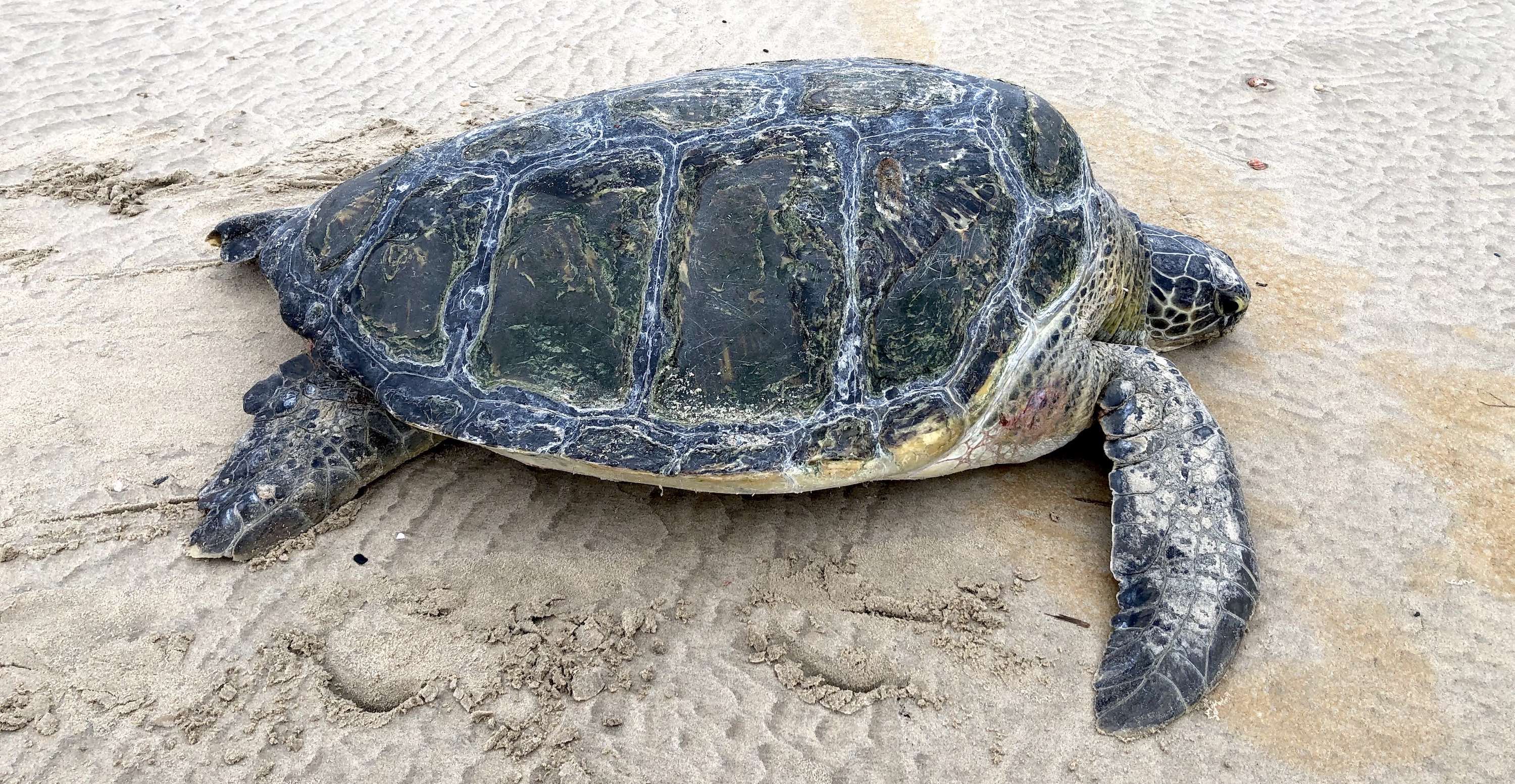 A close up of a green sea turtle on a beach.