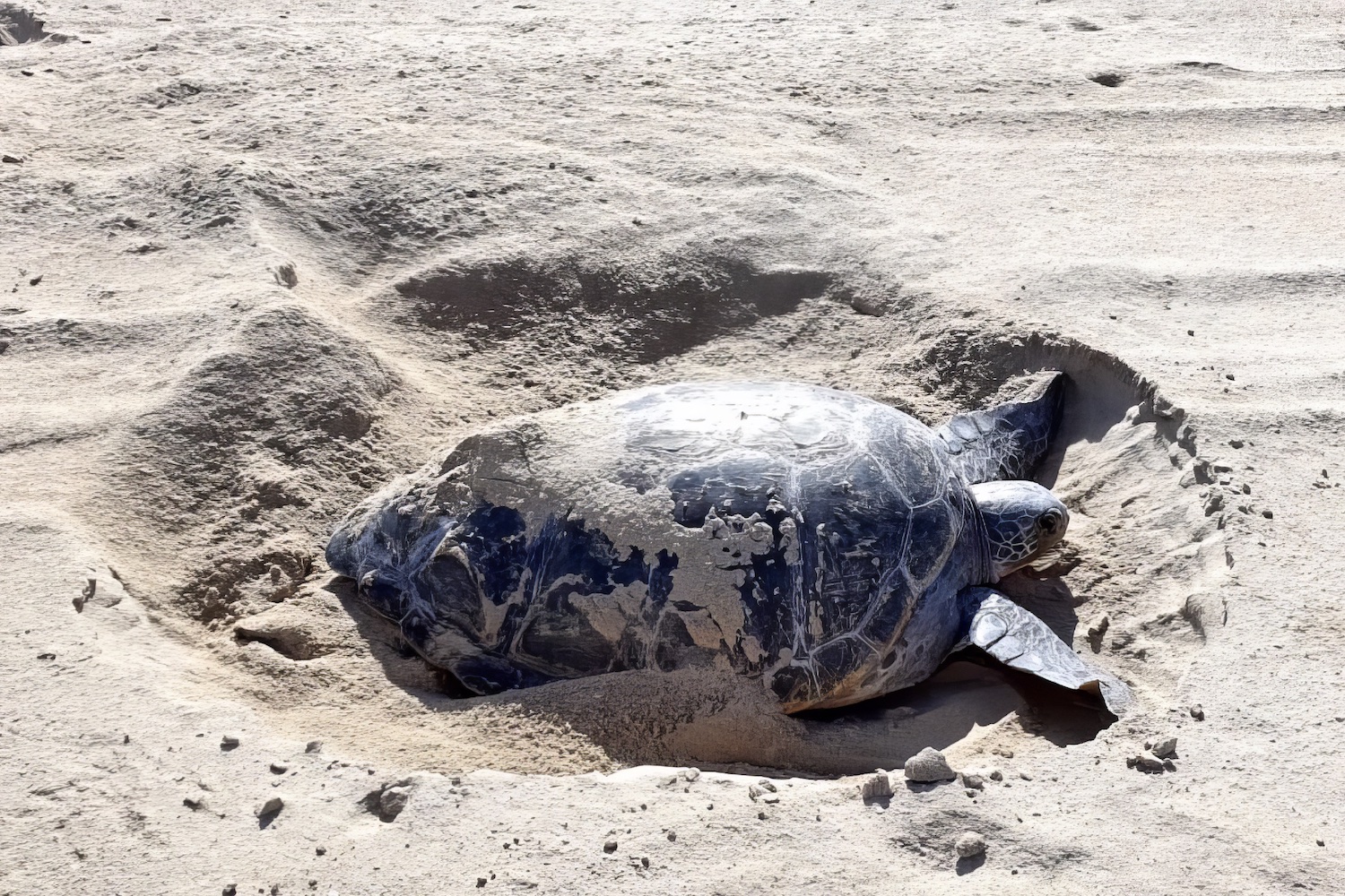 A green sea turtle partially buried in the sand.