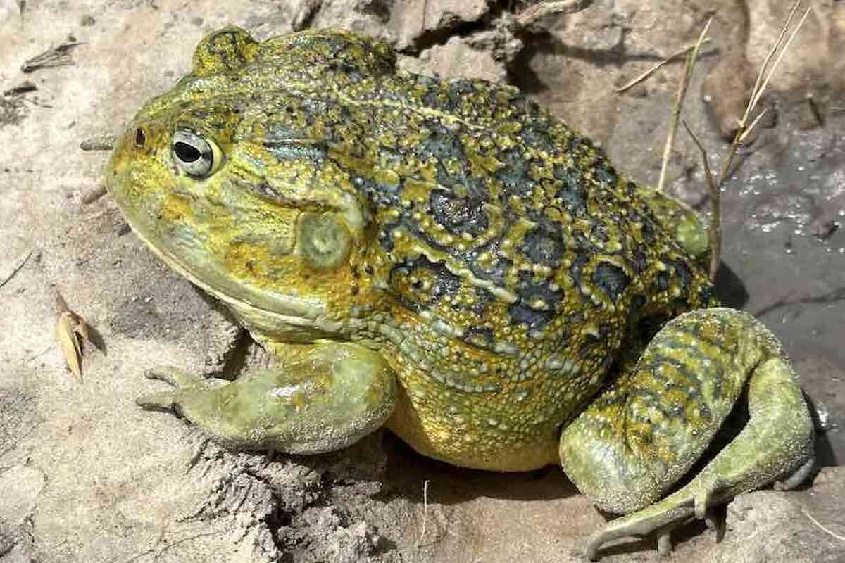 A large green, yellow, and black bullfrog sits in the mud.