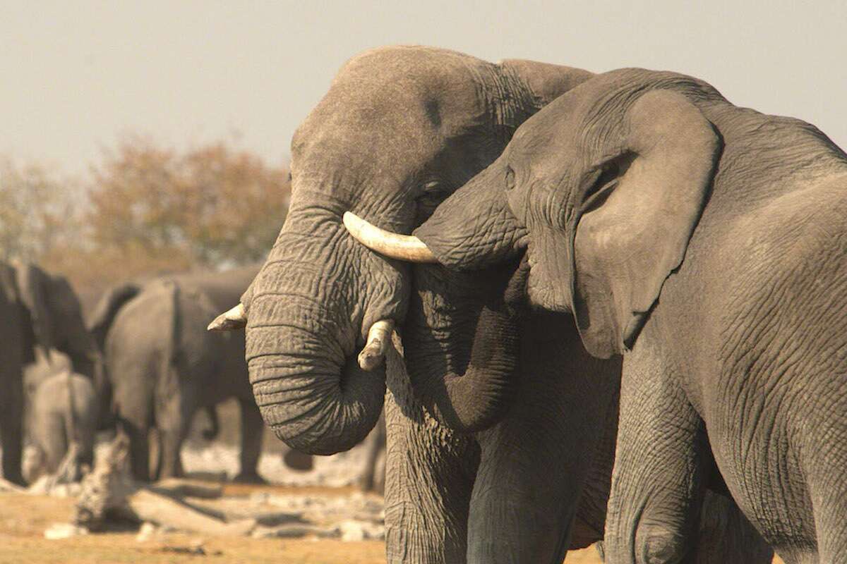 Two elephants tussle in the foreground of a larger group.