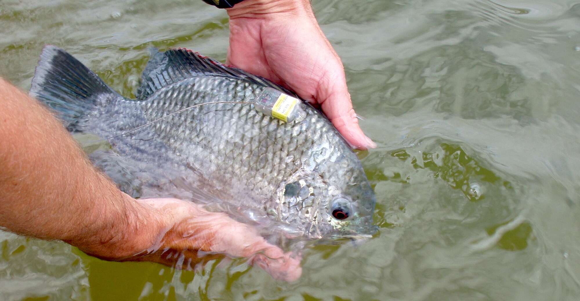 A fish being released with a small tracking device attached.