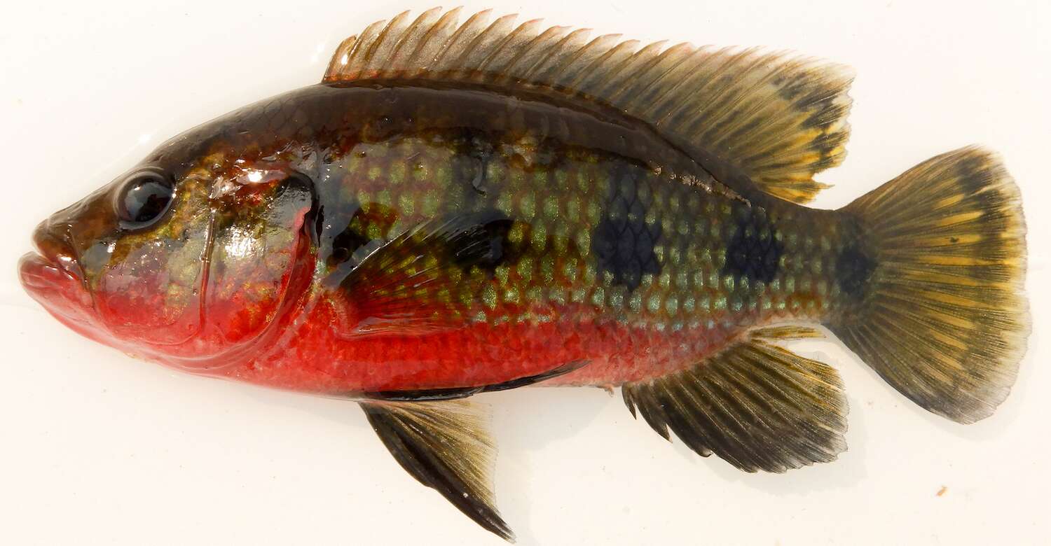 A close-up image of a red-bellied fish.