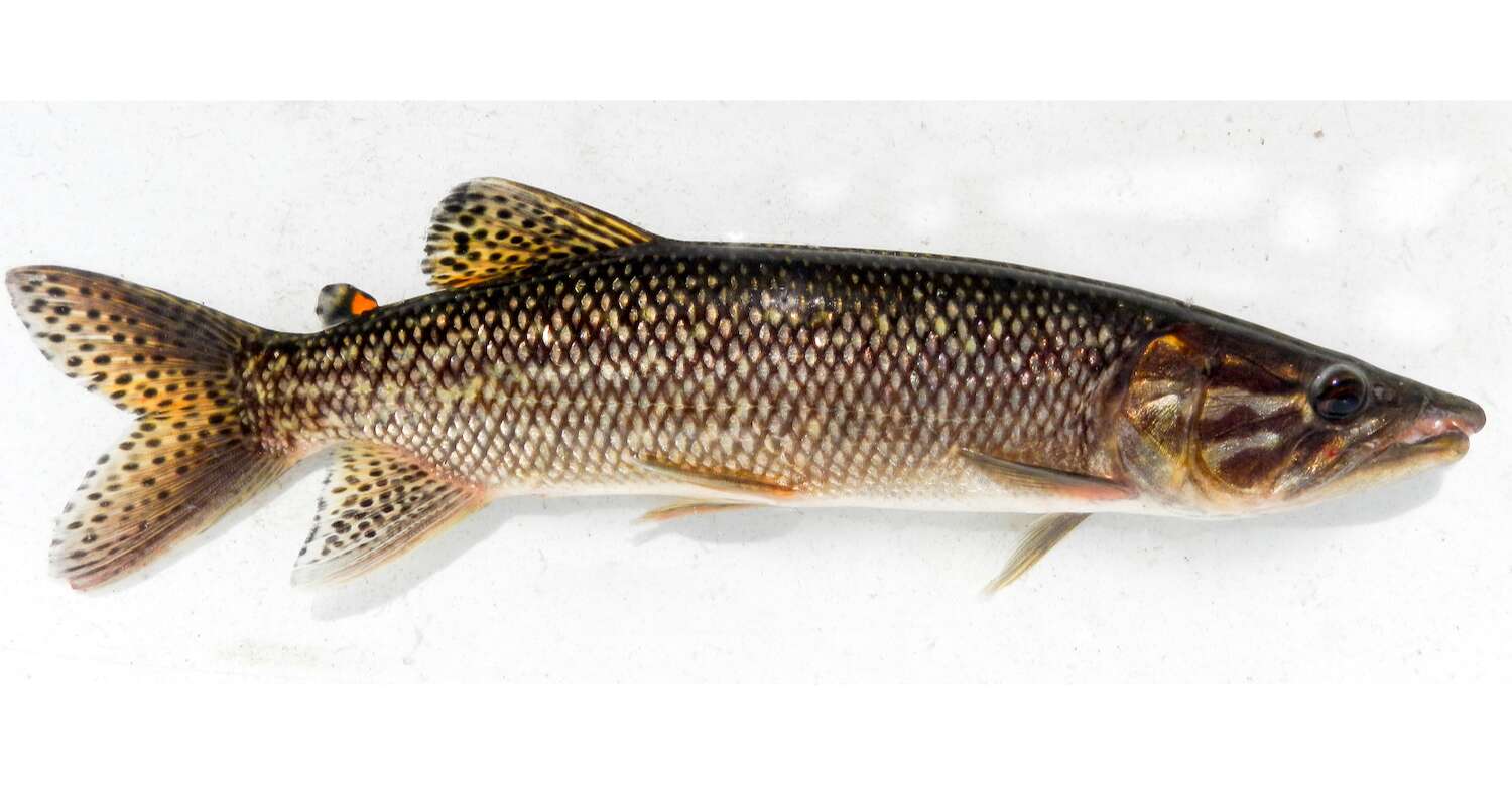 A close-up image of a silvery fish.