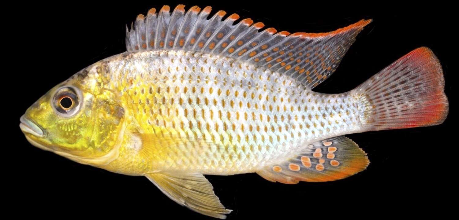 A close-up image of a yellow, red and silver fish.