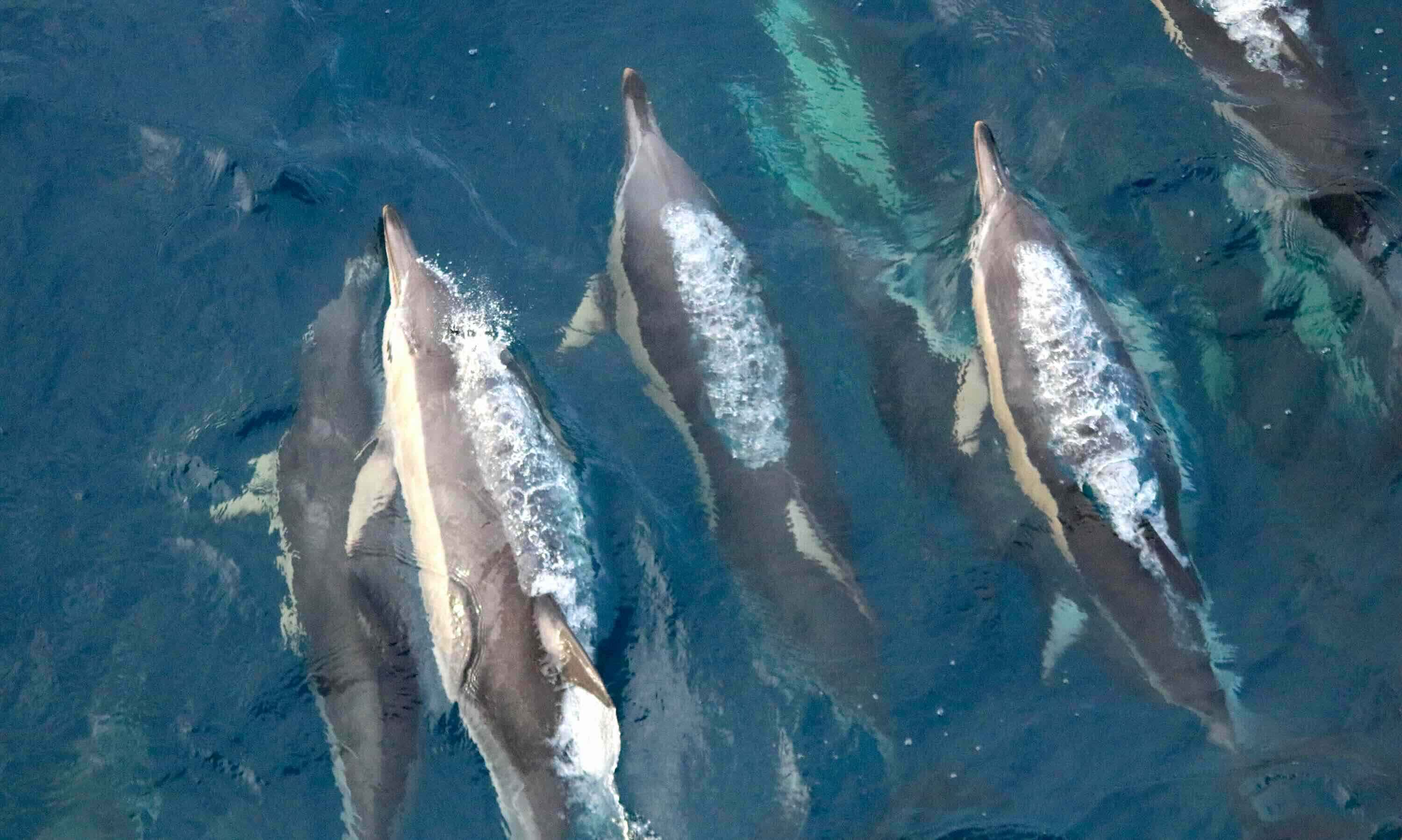 A pod of dolphins swimming together.