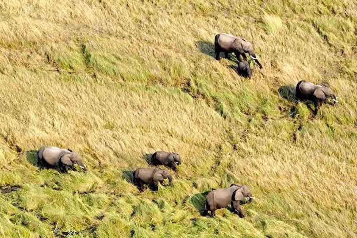 A group of seven elephants is clearly visible from the air.
