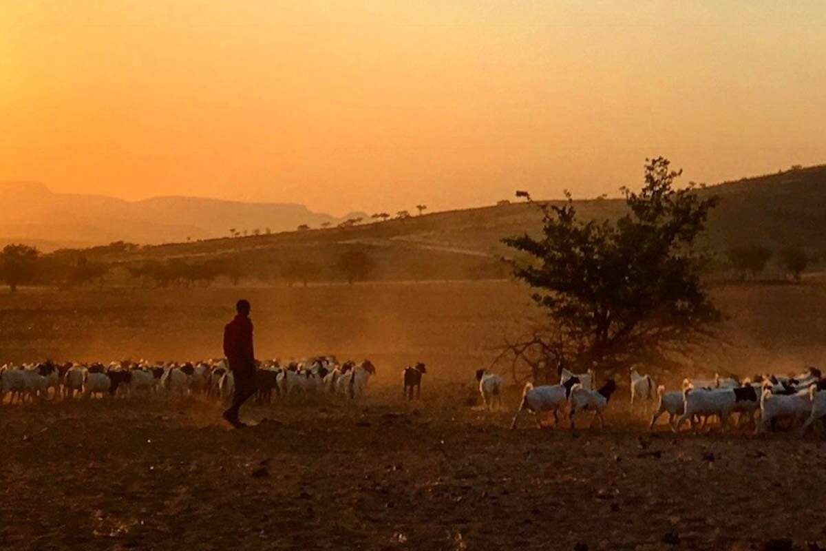 A lone herder walks with a large number of goats as the sun rises in the background.
