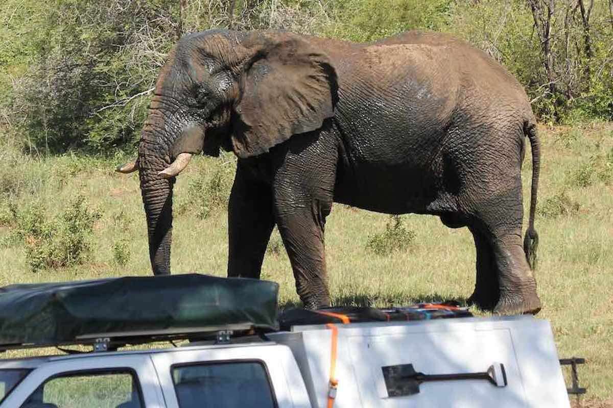 A white 4x4 is parked in the foreground with an elephant in the background.