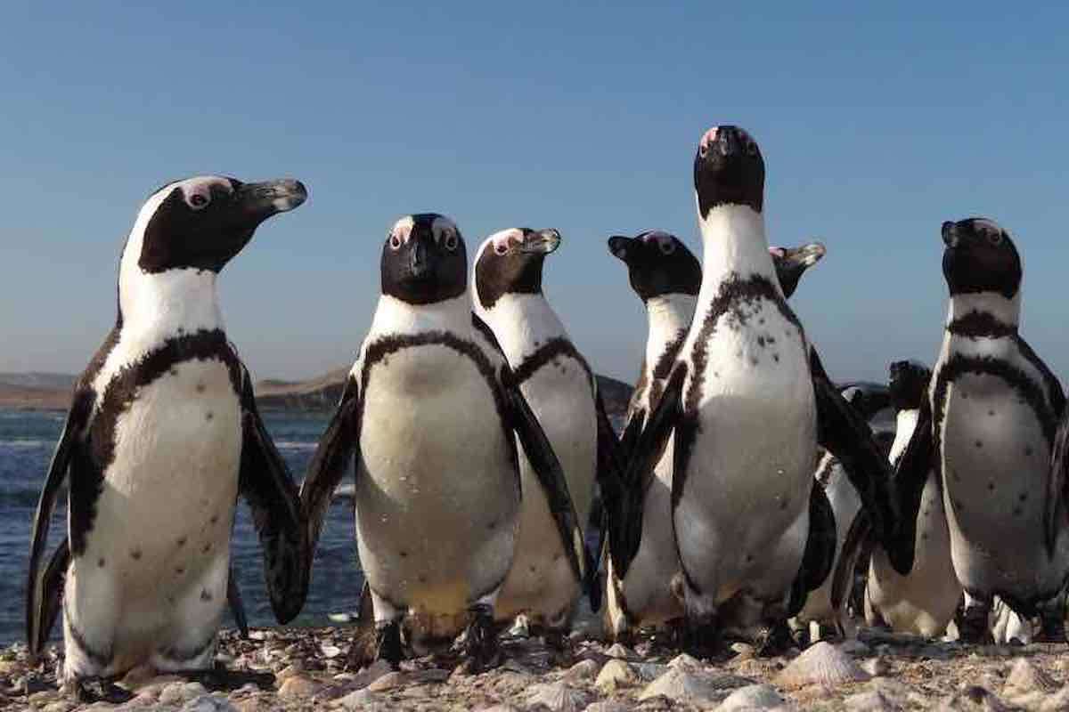 A group of eleven African penguins standing on rocks.