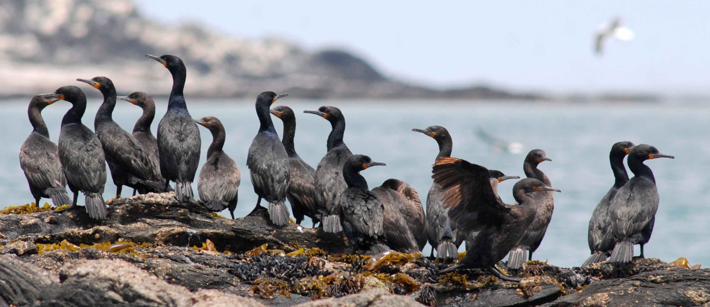 A group of cape comorants on a rock.