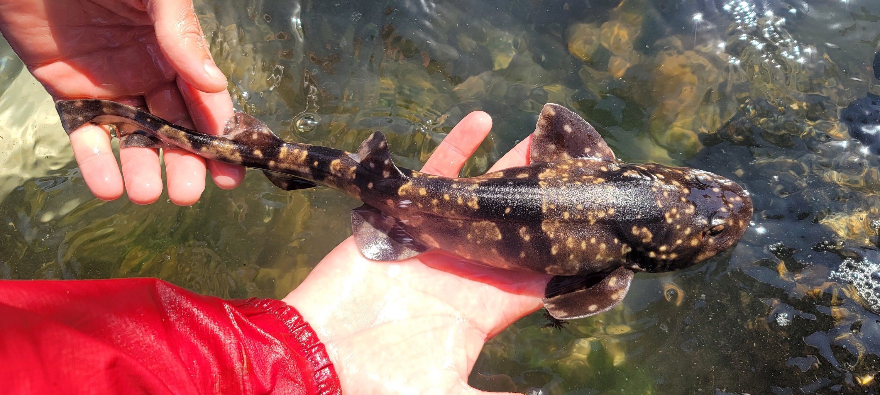 A man holds a small shark in his hands.