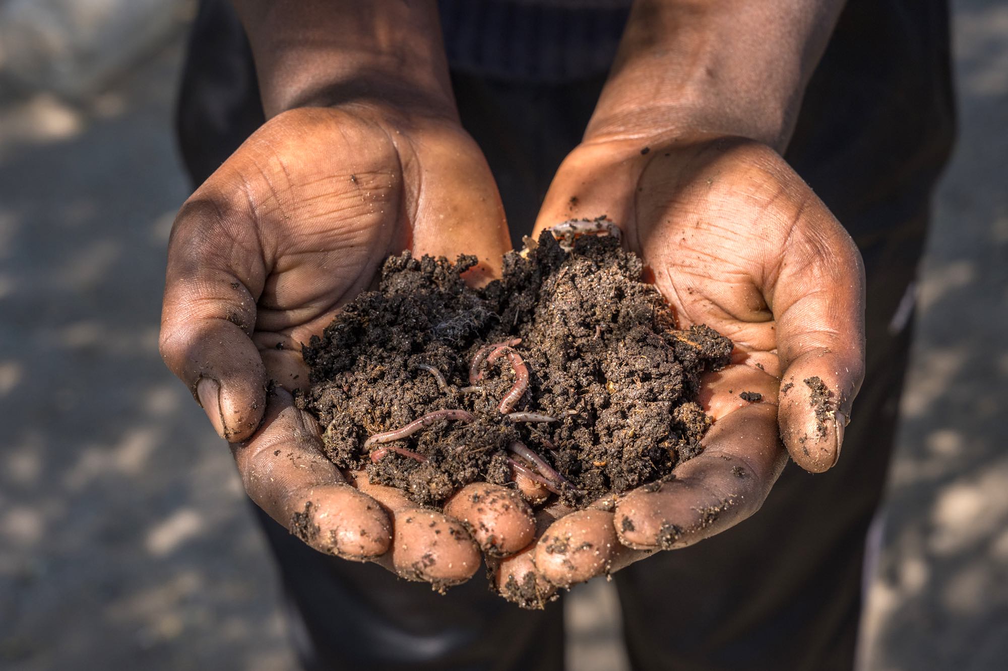 Outstretched hands holding wormy soil.