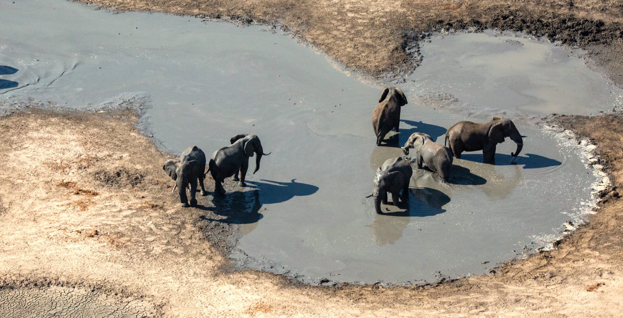 A group of six elephants wading in and drinking from a dam..