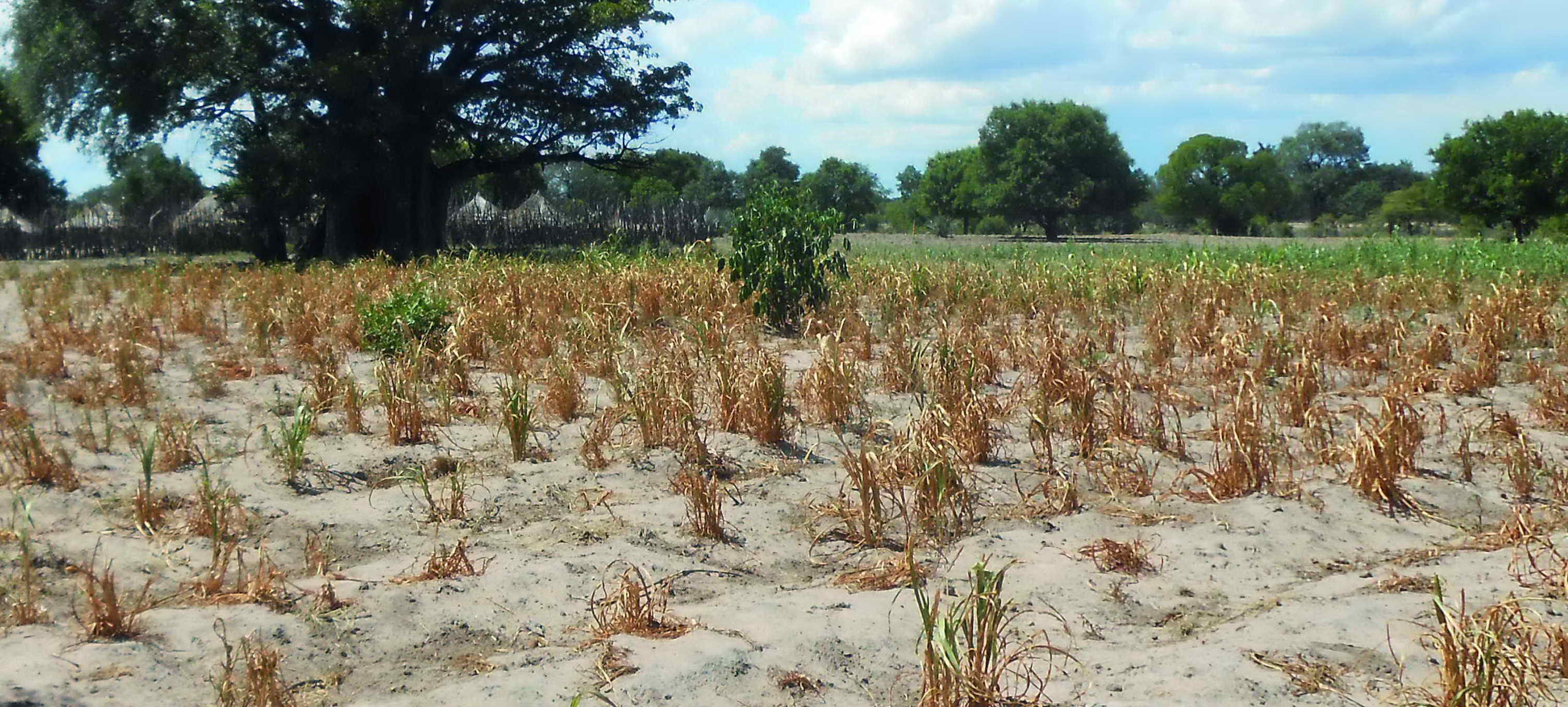 Dead looking crops in very sandy soil.