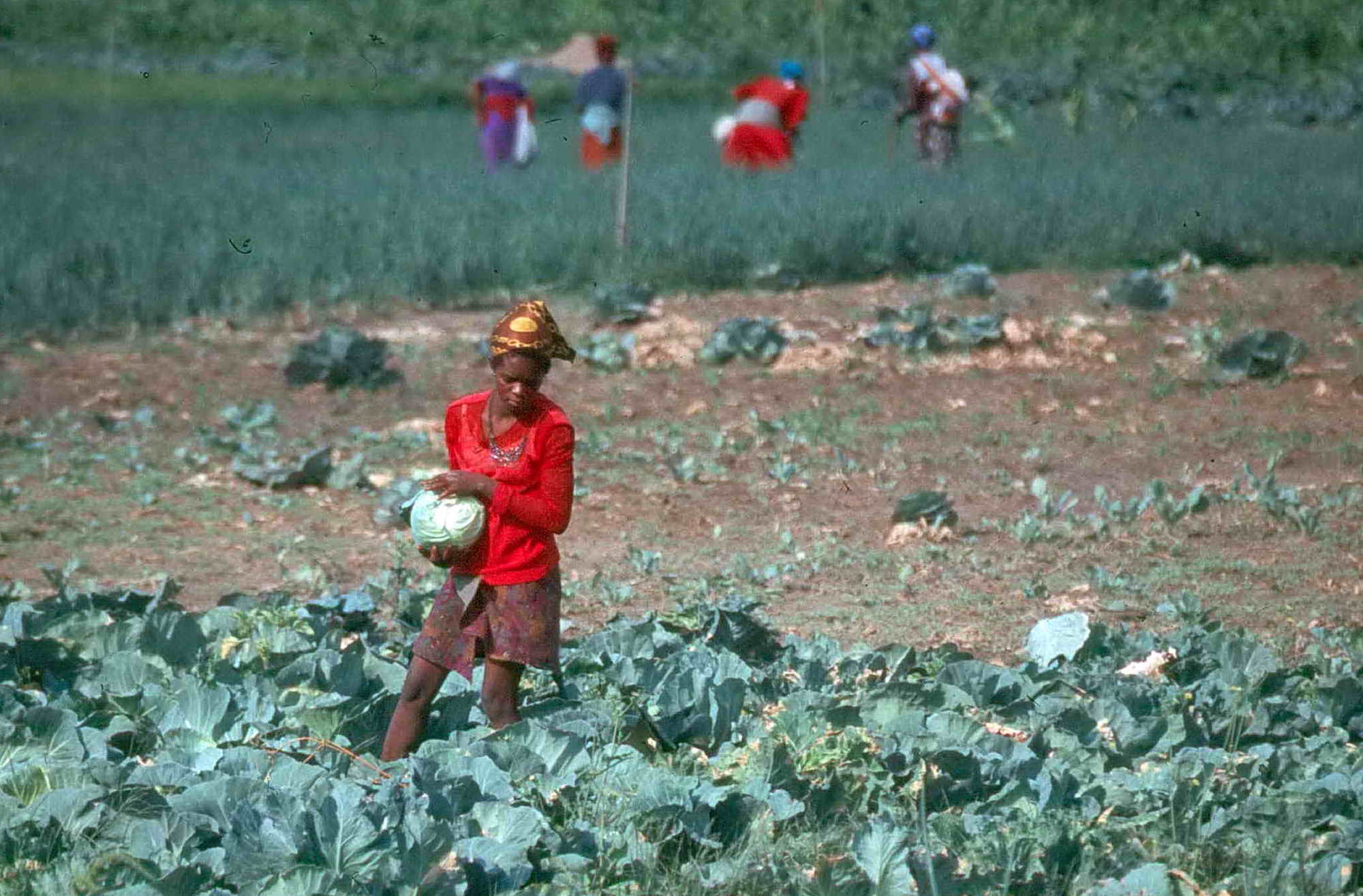 Dead looking crops in very sandy soil.