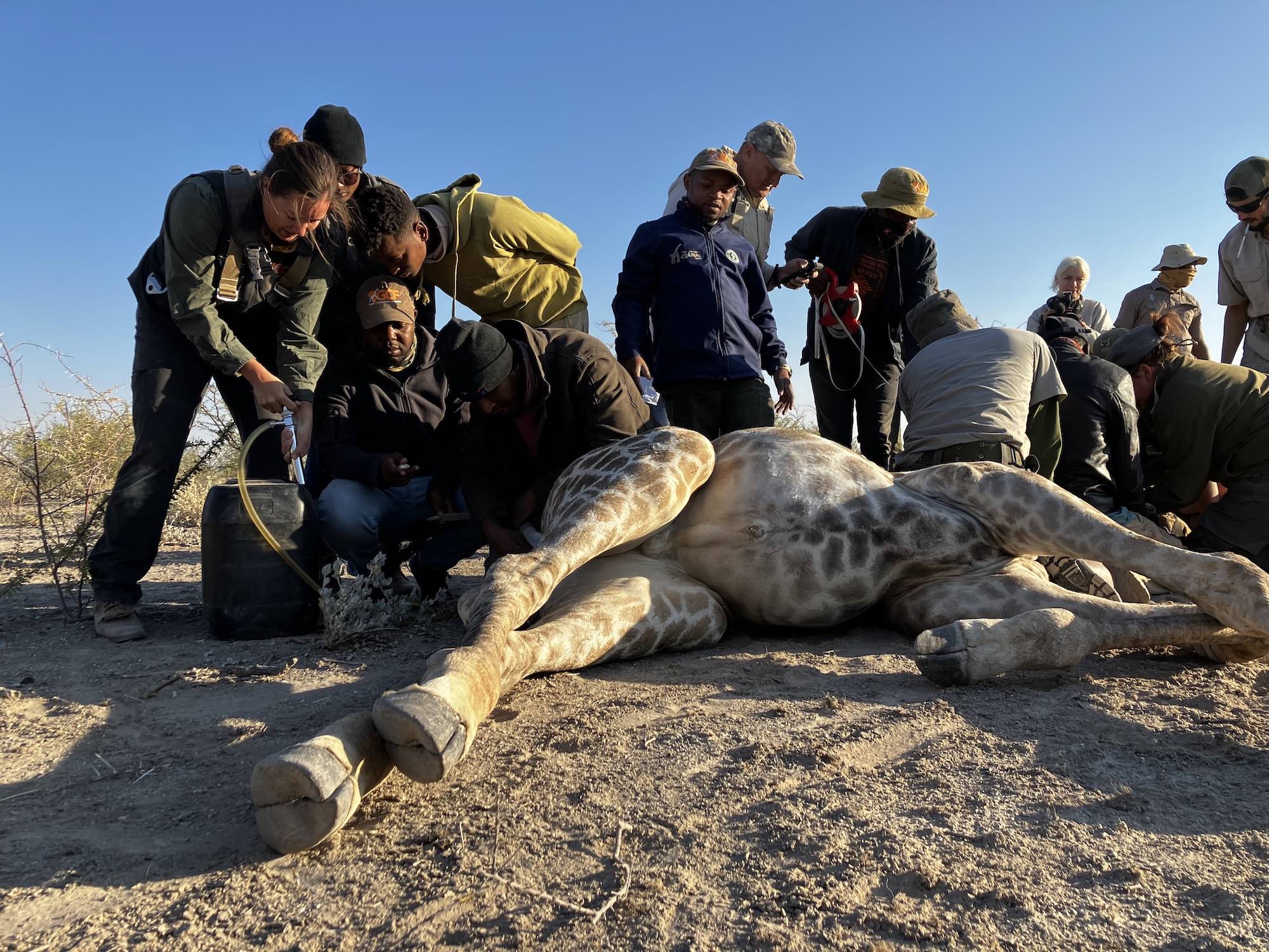 A seal wrapped in fishing nets is held ready by a member of the OCN team.