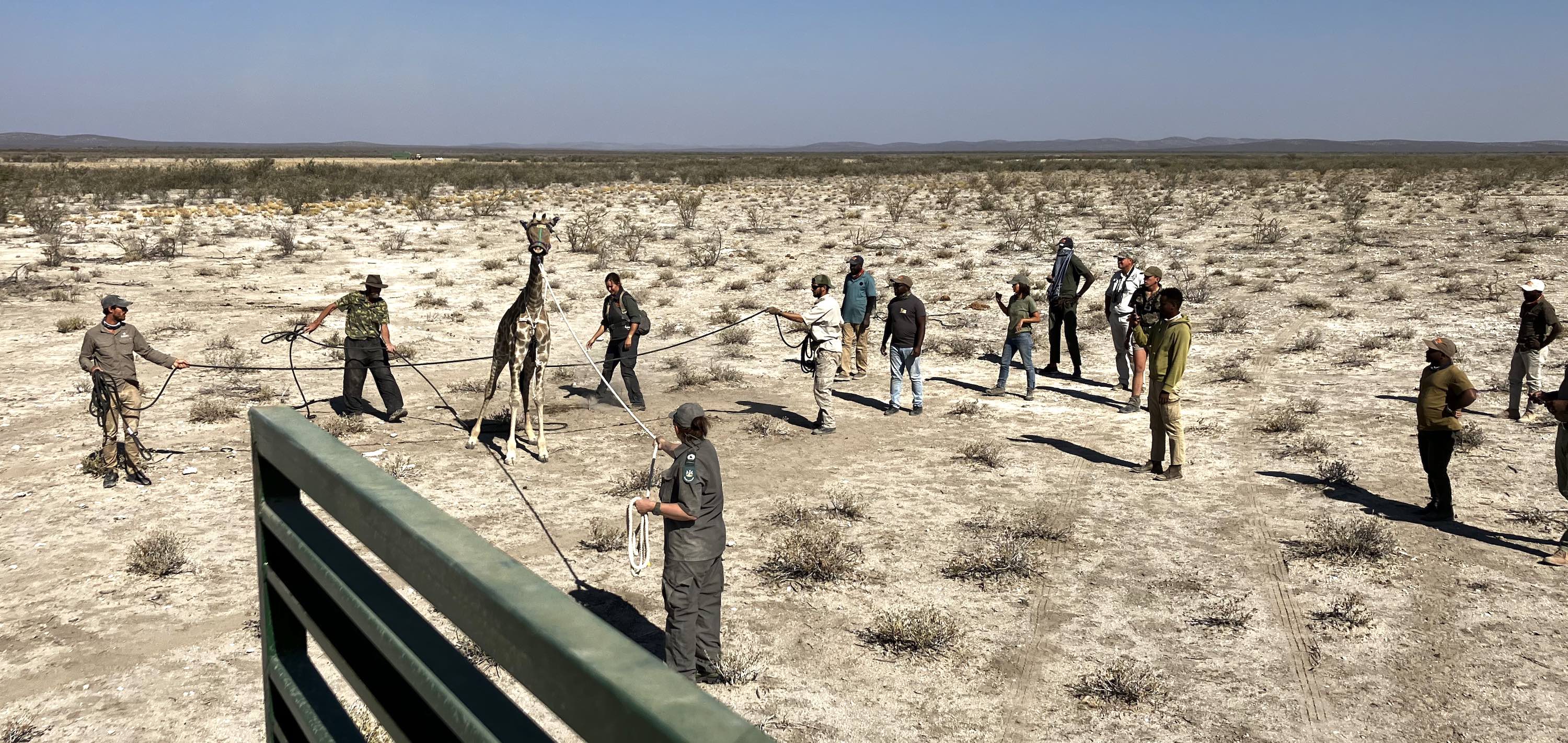 A giraffe surrounded by the team is prepped for loading.