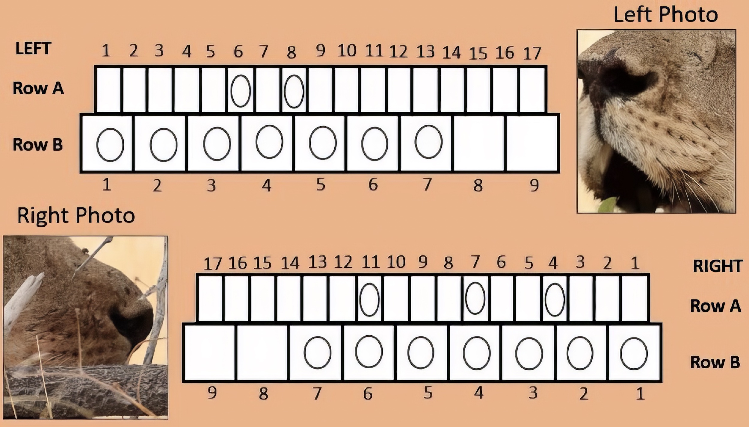 A lion ID-card, showing the position of the unique whisker-spot patterns.