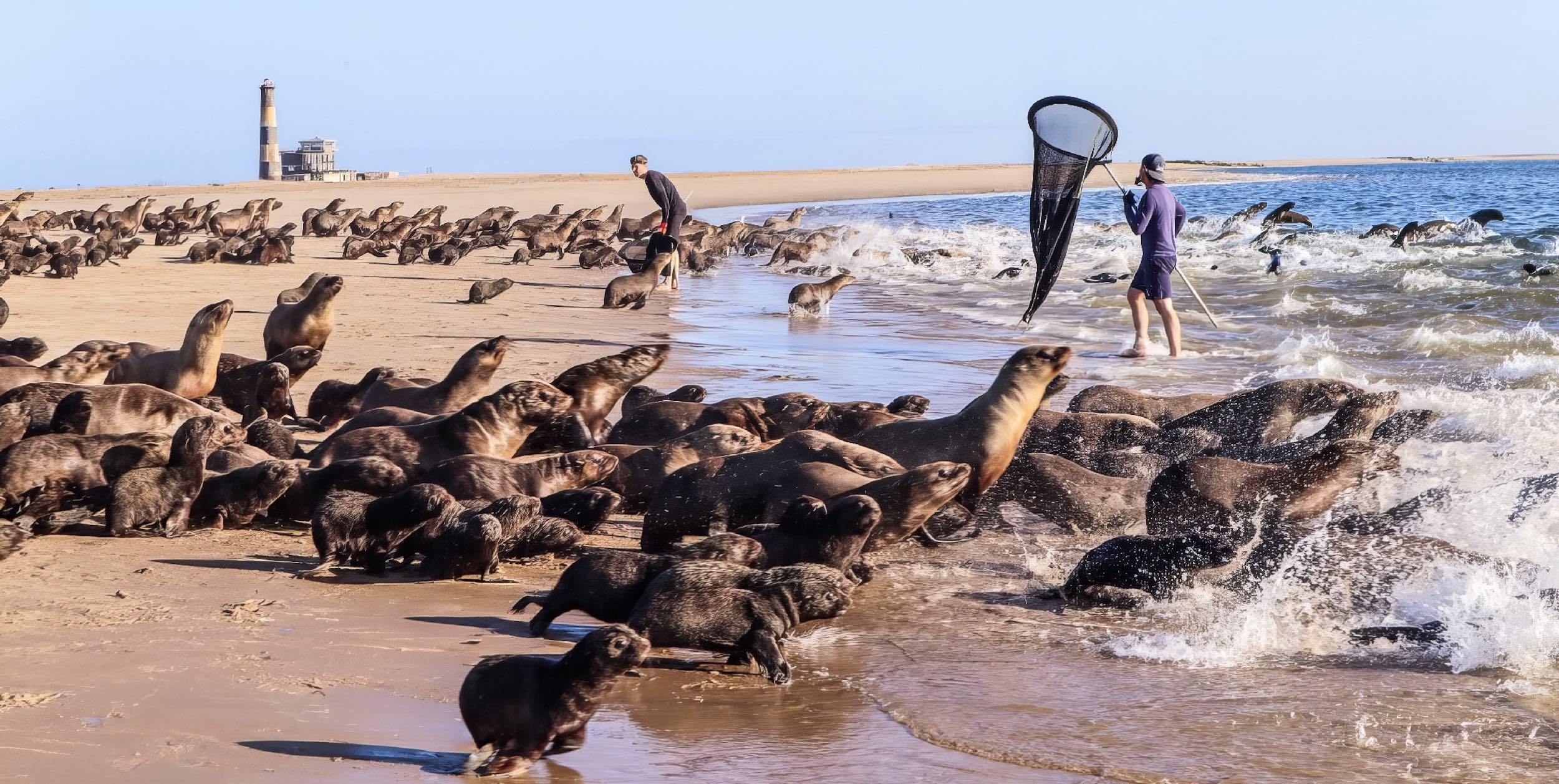Two members of the OCN team with the nets they now use to restrain seals.